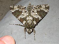 Gas Station Moth