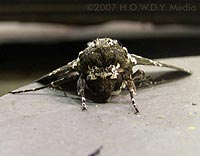 Gas Station Moth